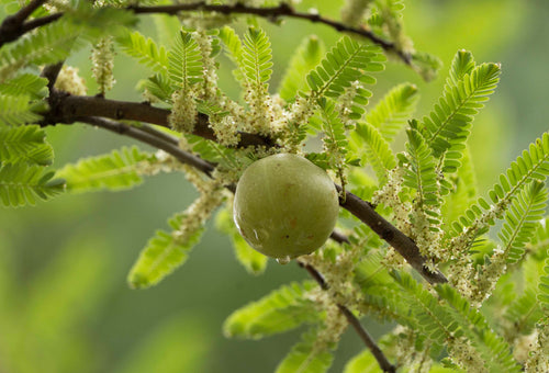 Amalaki (Phyllanthus emblica)
