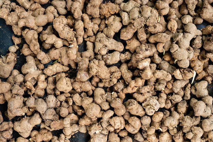 Black ginger rhizome, Kaempferia parviflora