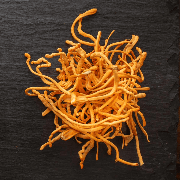 Cordyceps Militaris